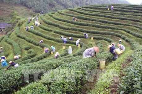 Xuất khẩu chè Thái Nguyên đang có xu hướng giảm