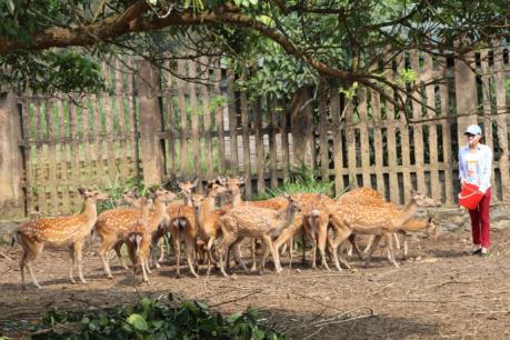 Làm giàu từ nghề nuôi hươu 