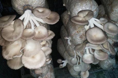 Hiệu quả kinh tế cao ứng dụng tốt khoa học kỹ thuật