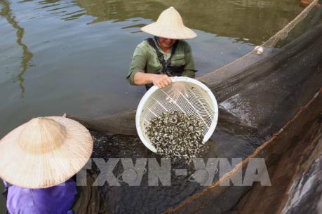 An Giang tăng cường sản xuất các giống thủy sản quý, hiếm