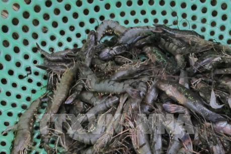 Công bố nguyên nhân tôm chết bất thường tại Long An