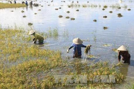 Khẩn trương bảo vệ vụ Hè Thu do lũ về sớm