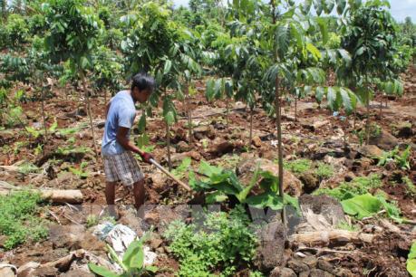 Trồng chuối theo kiểu “cầu may”