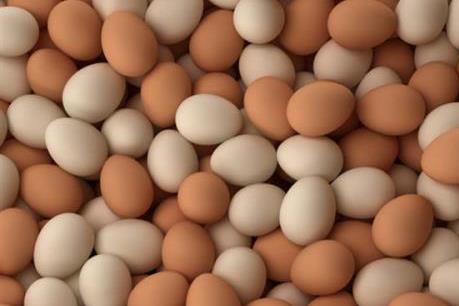 Pháp quyết định thanh tra toàn bộ nhà máy chế biến, sản xuất trứng