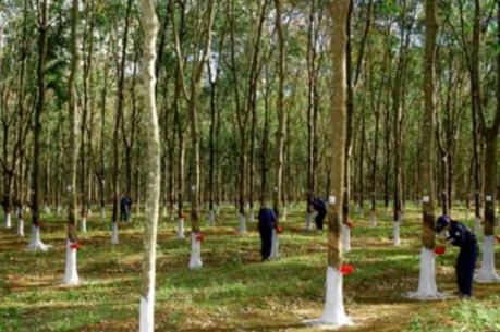 Thái Lan cấp 1,8 tỷ baht hỗ trợ tiêu thụ cao su