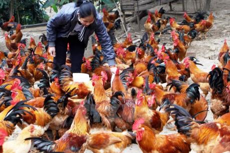 Bị phạt tới 100 triệu đồng nếu vi phạm hành chính trong lĩnh vực thú y 