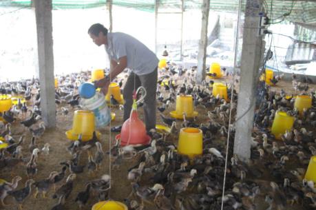 Dựng nghiệp từ con gà ta Gò Công VietGAP