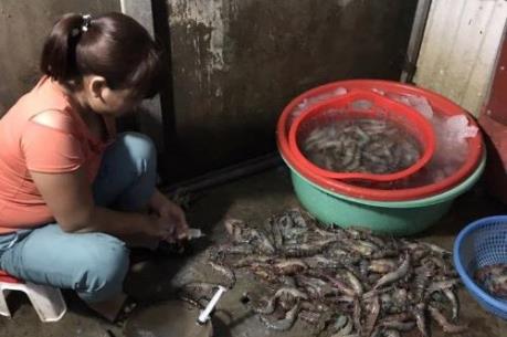 Hà Nội : Bắt quả tang một cơ sở bơm tạp chất vào tôm