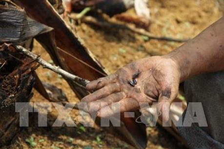 Khuyến cáo cách phòng trừ sâu bệnh cho cây trồng sau bão