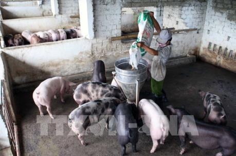 Tiền Giang trước cơ hội tái cơ cấu ngành chăn nuôi lợn hàng hóa