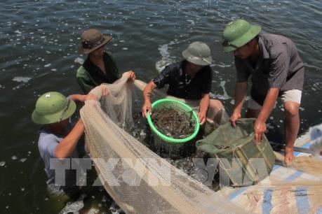 Trúng đậm vụ tôm nuôi trên ruộng muối