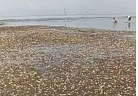 Nghêu chết  hàng loạt tại Bến Tre