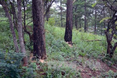 Khởi tố nguyên giám đốc công ty lâm nghiệp để mất rừng