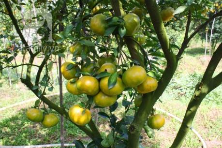 Tỷ phú quýt đường vùng đất đỏ