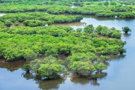 Trồng rừng ngập mặn giúp làm giảm thiểu rủi ro thảm họa