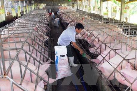 Nguồn cung thực phẩm đảm bảo cung cấp cho thị trường đến Tết Nguyên đán