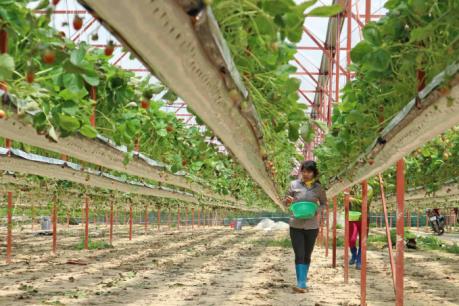Vườn dâu tây “lơ lửng” cho thu tiền tỷ của nông dân Đà Lạt