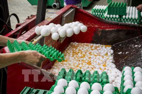 Hàng triệu con gà sẽ bị tiêu hủy sau vụ bê bối trứng "bẩn" tại Hà Lan