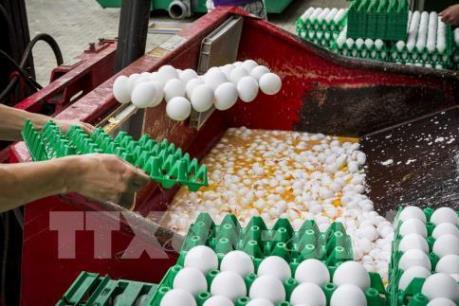 Bê bối trứng nhiễm thuốc trừ sâu lan sang Anh và Pháp 