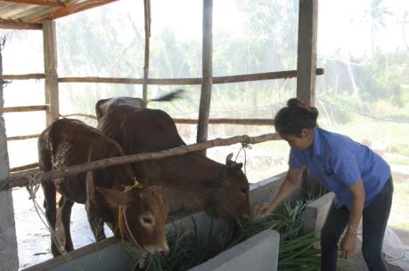 Nghệ An xây dựng mô hình chăn nuôi bò cho các hộ di dân