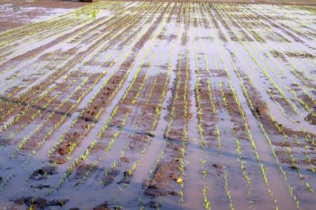 Bình Thuận xây dựng cánh đồng mẫu lớn