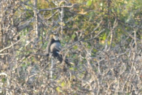 Đồng Nai lần đầu tiên xuất hiện voọc chà vá chân đen