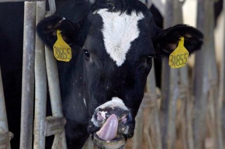 Trung Quốc xây dựng nhà máy sữa trẻ em tại Canada