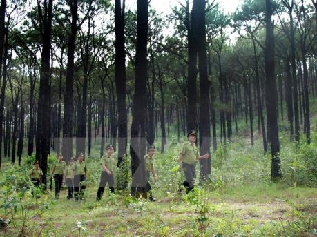 Bảo vệ vốn rừng Tây Nguyên