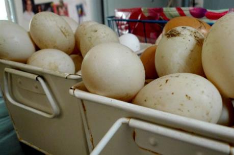 Hà Lan có thể đã biết về trứng "bẩn" từ rất sớm