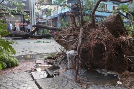 Cây đổ trúng người, hai mẹ con tử vong tại chỗ