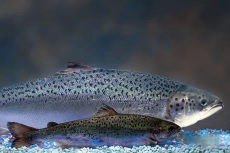 Năm tấn cá hồi biến đổi gien trôi nổi trên thị trường