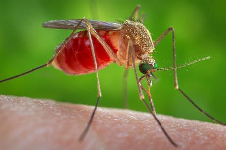 Muỗi thường cũng có thể truyền virus Zika