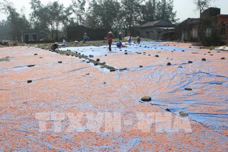 Ngư dân Nghệ An được mùa ruốc biển