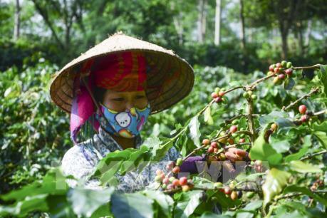 “Ngày cà phê Việt Nam lần thứ nhất” sẽ diễn ra tại Lâm Đồng