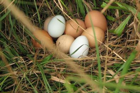 Chất fipronil: Tâm điểm" của vụ bê bối trứng "bẩn"