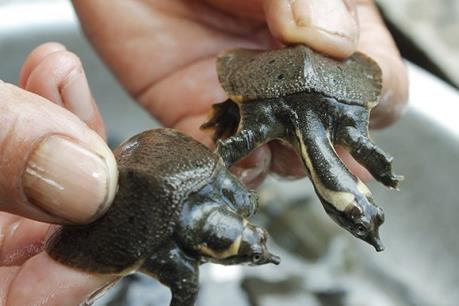 Nuôi ba ba gai và rùa câm mang lại hiệu quả kinh tế cao