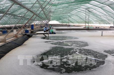 Tiết kiệm điện trong nuôi tôm tại Đồng bằng sông Cửu Long - Bài 1: Mối lo về an toàn điện