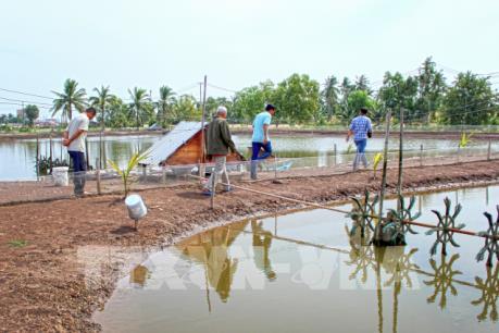 Tiết kiệm điện trong nuôi tôm tại ĐBSCL - Bài 2: Thách thức từ cung cấp điện