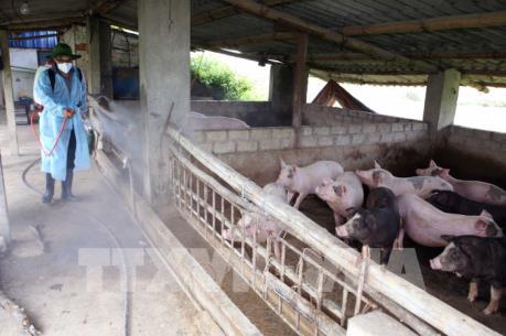 Cả nước còn 1 ổ dịch lở mồm long móng