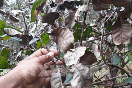 Hướng dẫn cách chăm sóc, phòng trừ sâu bệnh hại cây điều