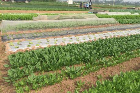 Cần những hỗ trợ gì để nông nghiệp hữu cơ phát triển? 