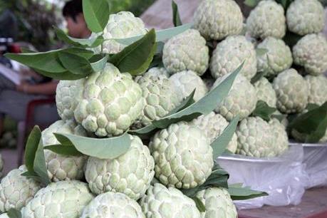 Người dân Tuyên Quang làm giàu từ cây na dai