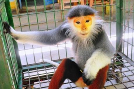 Bàn giao cá thể voọc chà vá chân nâu cho Vườn quốc gia Cúc Phương