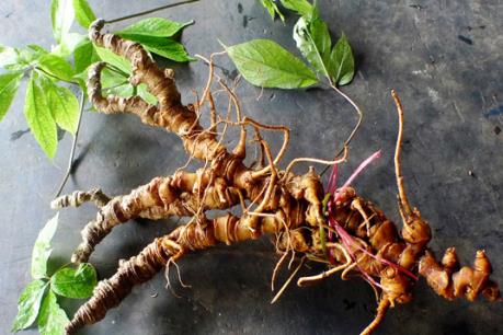 Các biện pháp phòng chống sâm Ngọc Linh giả