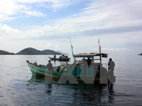 Cá nóc xuất hiện nhiều bất thường gây thiệt hại cho ngư dân vùng biển Thừa Thiên - Huế