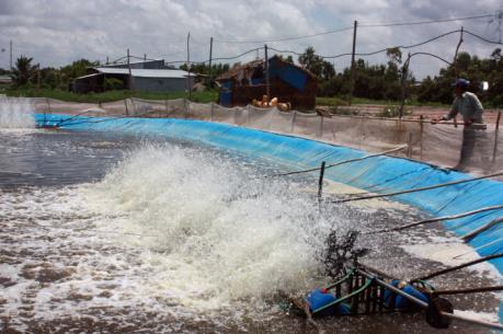 Đầu tư cấp điện nuôi tôm công nghiệp đến năm 2020