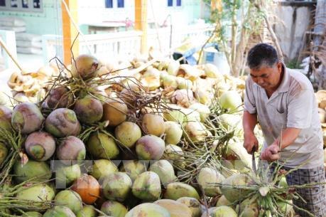 Giá dừa khô nguyên liệu tăng kỷ lục nhưng vẫn không đủ cung cấp