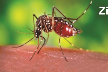 Thiệt hại  do virus Zika gây ra với các nước Mỹ Latinh lên tới 18 tỷ USD