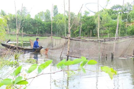 Mùa nước nổi về hồi sinh vùng châu thổ