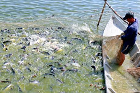 Giá cá tra nguyên liệu ở Đồng Tháp tăng trở lại